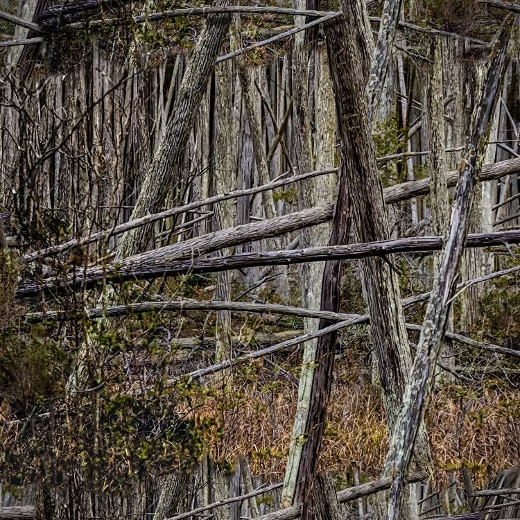 Cedar Swamp Camouflage 22 Pattern Crew