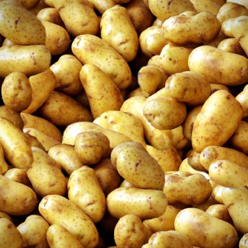 Idaho Potatoes Pattern Crew