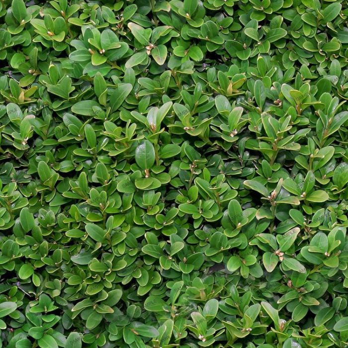 English Shrubbery 22 Pattern Crew