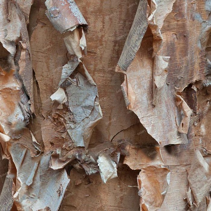 Paper Birch Bark 37 Pattern Crew