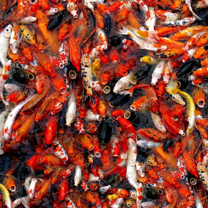 Koi Feeding Time Pattern Crew