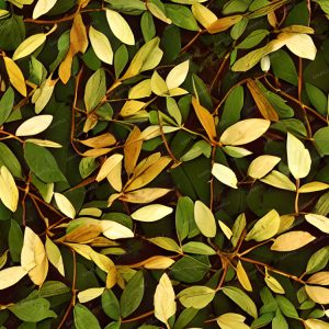 Autum Laurel – Pattern Crew
