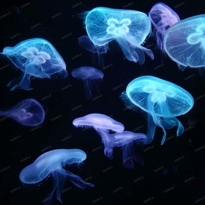 Jellyfish – Pattern Crew