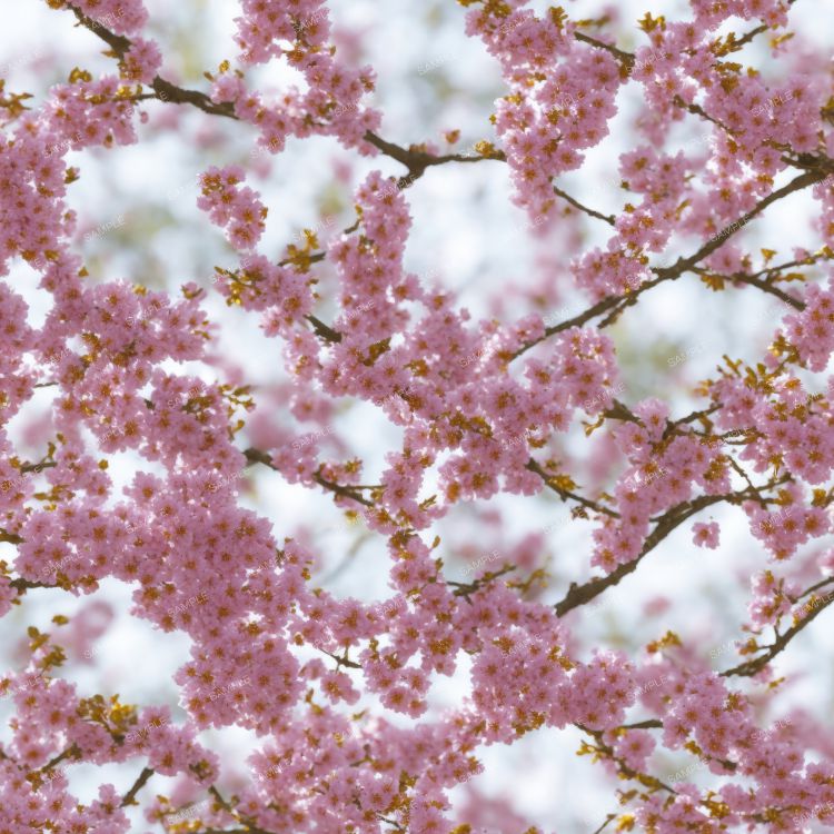 Pink Cherry Blossoms in the Spring Pattern Crew