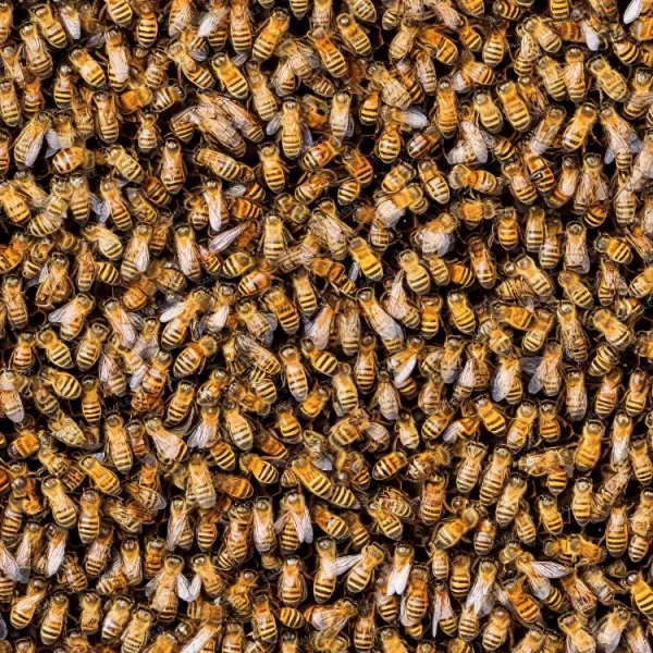 A close up image of a group of Honey Bees 22.