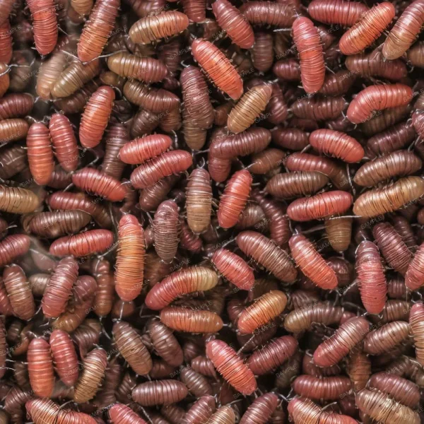 A seamless pattern of A pile of HoneyComb 42 (Copy) worms.