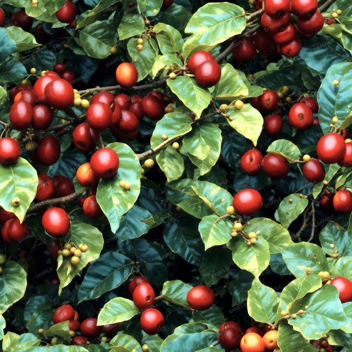 Coffee Bean Tree &ndash; Pattern Crew