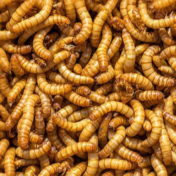 A seamless pattern of A close up of a pile of worms ready for Meal WOr.