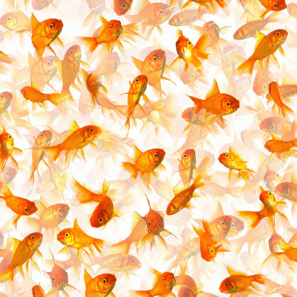 Goldfish 25 Pattern Crew Goldfish 25 Pattern Crew