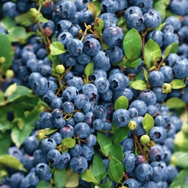 Close-up image of numerous ripe, blue-toned blueberries clustered among green leaves on a bush. Some of the blueberries have a white, dusty coating typical of their ripening process.