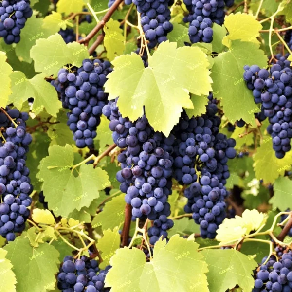 Bunches of dark purple grapes hang from vines amidst green leaves, indicating a vineyard in fruit-bearing season. Sunlight filters through the foliage, illuminating the glossy skin of the grapes.