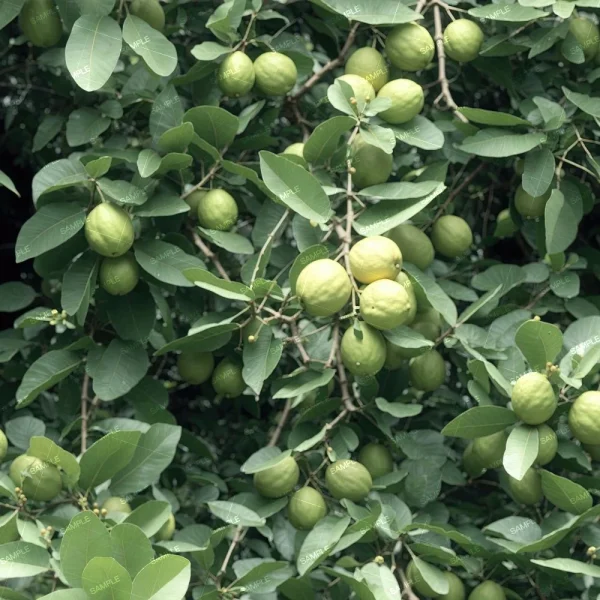 A tree with many green fruits hanging from its branches. The fruits are round and the tree has broad green leaves. The background is a mix of leaves and branches, with the fruits prominently scattered throughout.