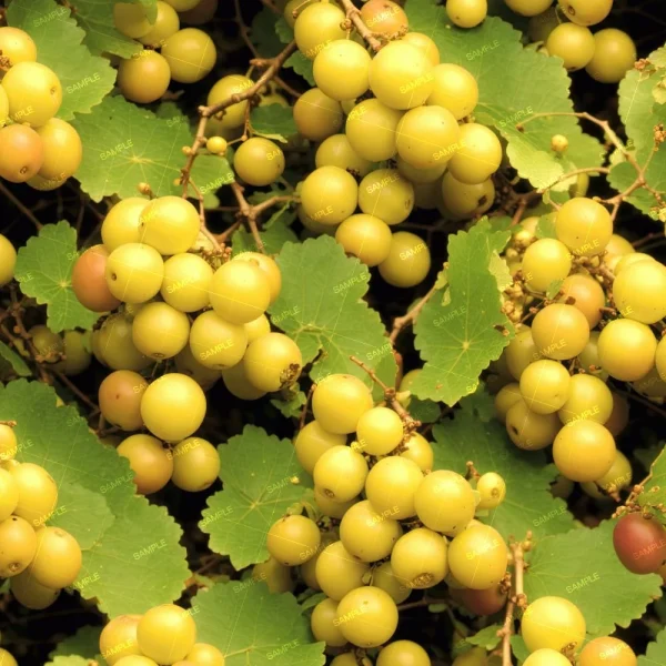 Close-up of light yellow-green grapes clustered on the vine among green leaves. A few of the grapes have a slight reddish hue. The leaves are broad with serrated edges. The grapes and leaves are densely packed, covering the entire image. "Sample" text is overlaid.