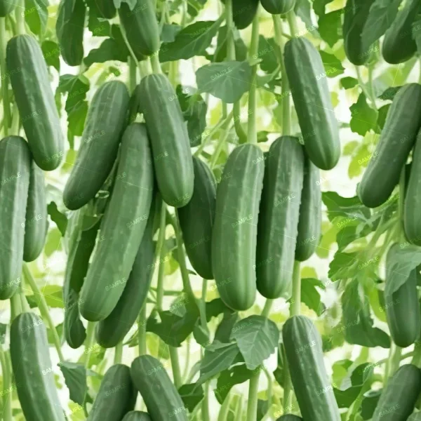 Green cucumbers hang from vines in a greenhouse. The cucumbers are long, cylindrical, and surrounded by lush green leaves. The setting appears to be well-maintained, with the plants growing vigorously.