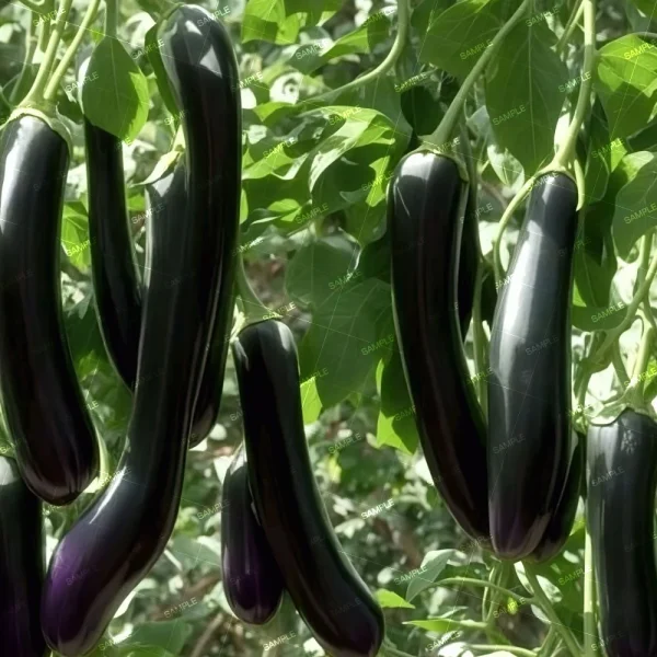 Several long, dark purple eggplants hang from a green leafy plant. The eggplants are elongated and smooth, ready for harvesting. The background is filled with more green leaves and sunlight filtering through the foliage.