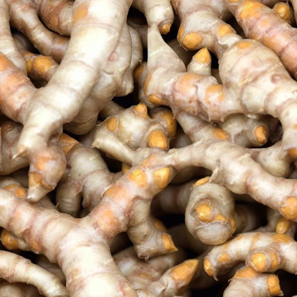 A close-up view of a large pile of turmeric roots. The roots are light brown with hints of orange and have a knobbly texture. The word "SAMPLE" is repeatedly overlaid on the image.