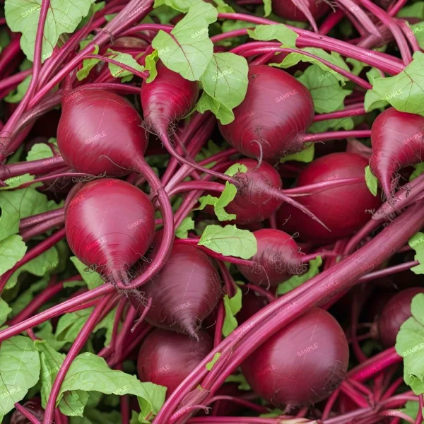 A close-up image of multiple fresh beetroots with green leaves attached, all piled together. The beetroots have a deep red-purple color and are interspersed with their long stems.