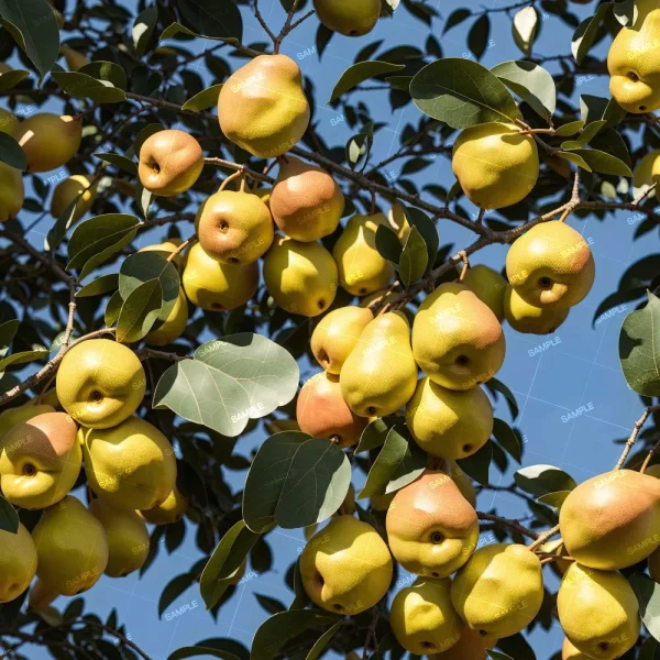 A tree with numerous yellow and orange fruits surrounded by green leaves under a clear blue sky. The fruits are round and hanging from the branches. Some fruits show a gradual color transition from yellow to orange.