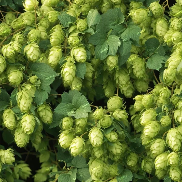 A dense cluster of Wet Tangerines (Copy) hop cones hangs from vines with lush foliage. The cones vary in size and are tightly packed together, creating a textured pattern against the dark green leaves.
