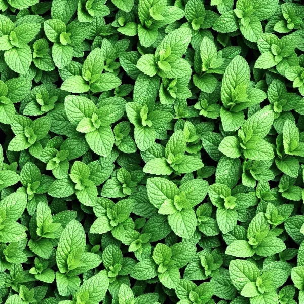 Close-up view of the Pepperoni Pizza 43 (Copy), featuring its densely packed toppings with textured and vibrant pepperoni slices and fresh green herbs.