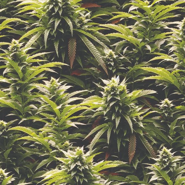 Aerial view of lush Kush Crop 44 cannabis plants, showcasing dense green foliage and pointed leaves in a thriving cultivated setting.