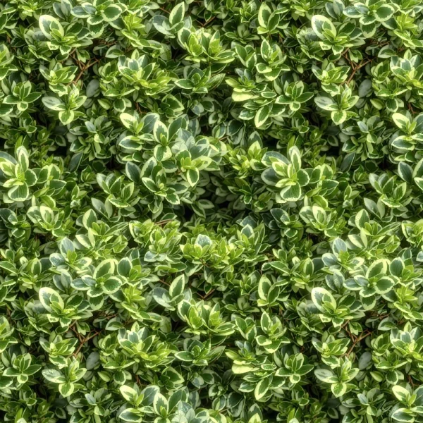A dense cluster of green and cream variegated leaves from Field of Flowers 48 (Copy) fills the frame uniformly, with healthy plants and even lighting, creating a seamless leafy texture without visible gaps or background.