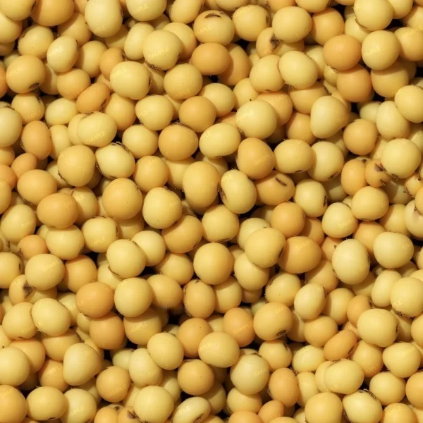 A close-up view of a large pile of Chow Mein 42 (Copy) soybeans fills the entire frame, highlighting their round shape and smooth yellow texture.