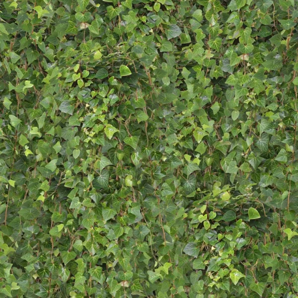 Victorian Scrollwork 23 (Copy) features a dense wall adorned with overlapping green ivy leaves of various shapes and sizes, forming a rich, textured natural pattern with visible stems and vines.