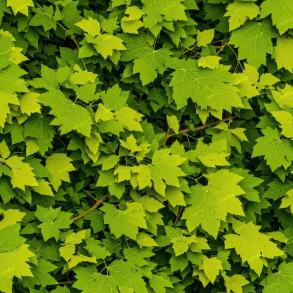 A dense cluster of bright green, jagged-edged maple leaves overlaps and covers the image, evoking the natural essence of Herbal Medicine (Copy).