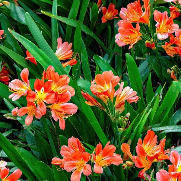 Cactus Flowers 45 (Copy) features bright orange blooms with yellow centers nestled among long, narrow green leaves. The flowers cluster closely, showcasing different bloom stages against lush, dense foliage.