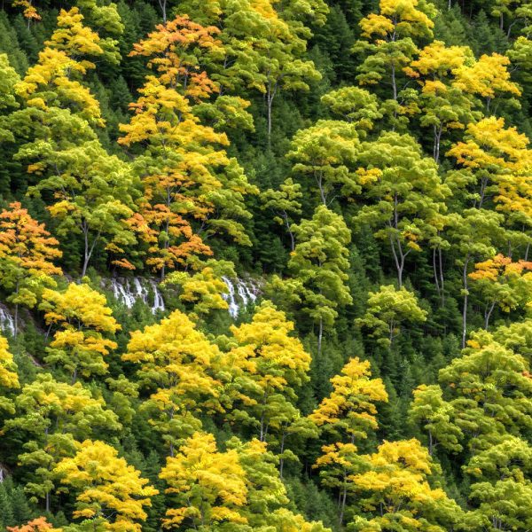 Mountain Forest 44 features a dense hillside forest with green and yellow early autumn foliage. Numerous trees cover the slope, with patches of white rock visible among the lush greenery.