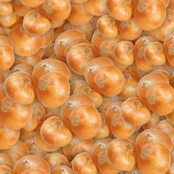 Onions 22