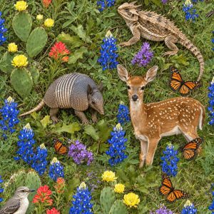 Texas Wildlife 43