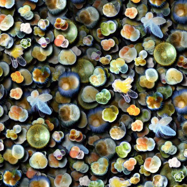 Clusters of vibrant, circular colonies reminiscent of mold and fungi are densely assembled against a deep background in “Plankton 23.” Scattered among these clusters, a few lifelike bees provide scale and contrast within the composition.
