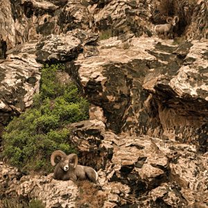 Rocky Alpine Camouflage
