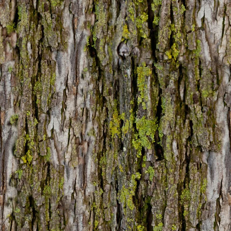 Rough tree bark of Mossy Bark 23 with vertical ridges and patches of green moss.