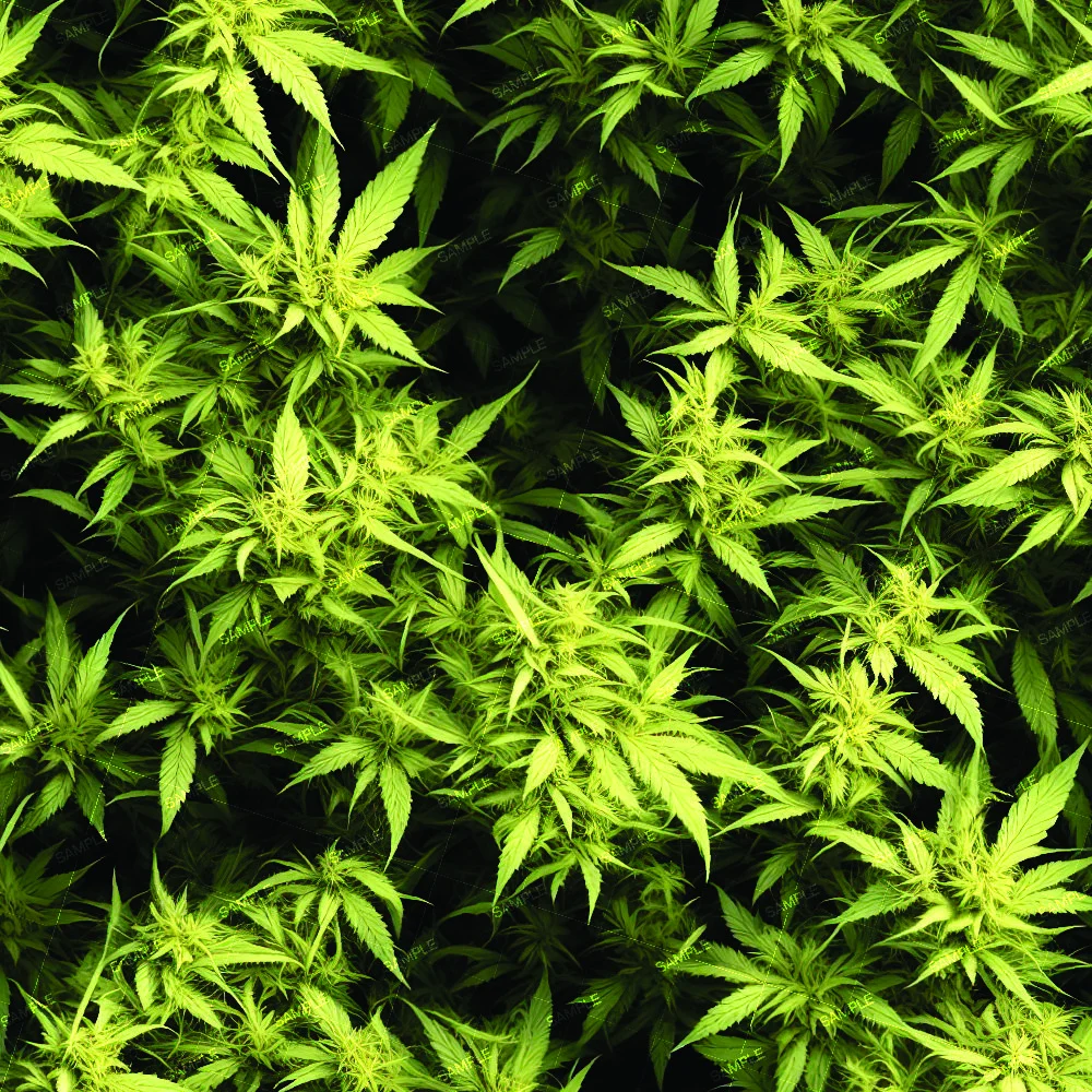 Top-down view of a dense canopy of bright green Kush Crop 43 cannabis plants.
