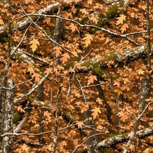 Generic Fall Camouflage 44