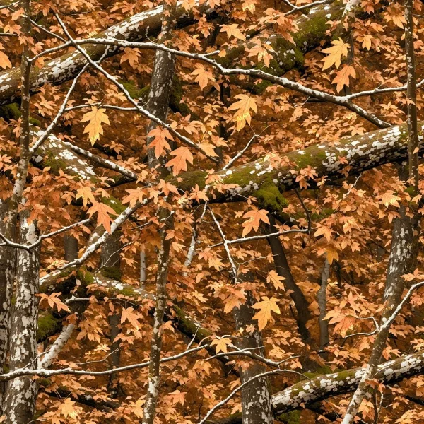 Generic Fall Camouflage 44 pattern featuring overlapping tree branches and orange autumn maple leaves.