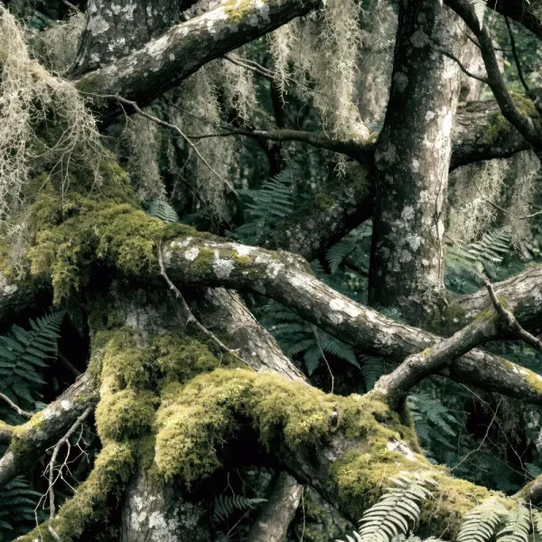 Tactical Camouflage 474 pattern on tree branches covered in patches of moss and hanging lichen in a dense forest.