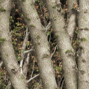 Tactical Camouflage 251