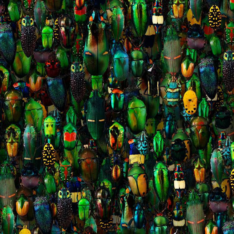 Insects