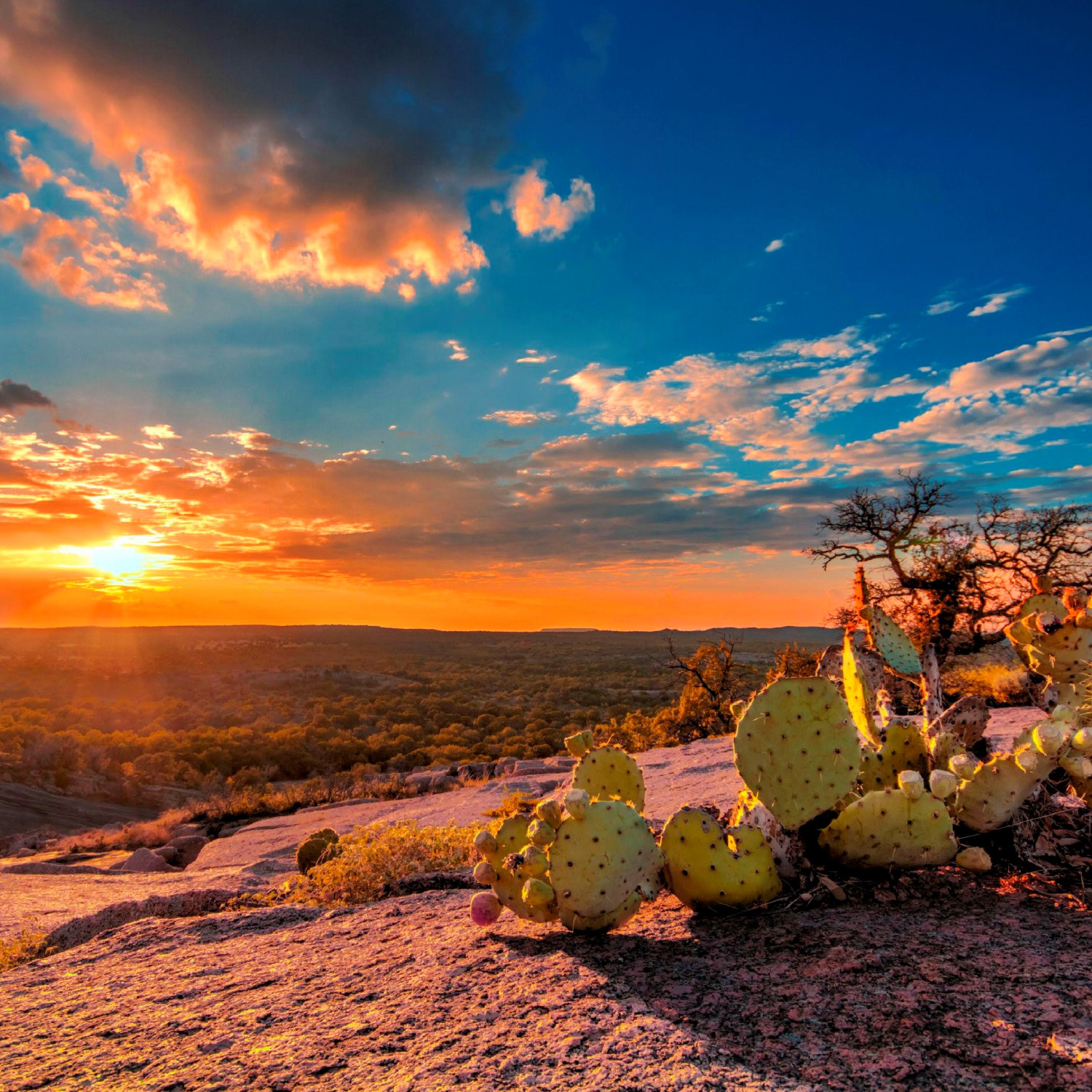 Landscapes & Paintings