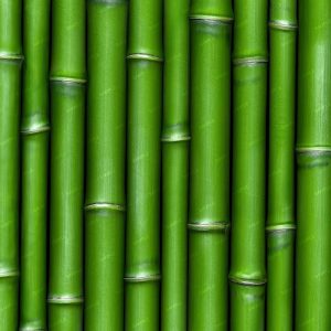 Bamboo 67
