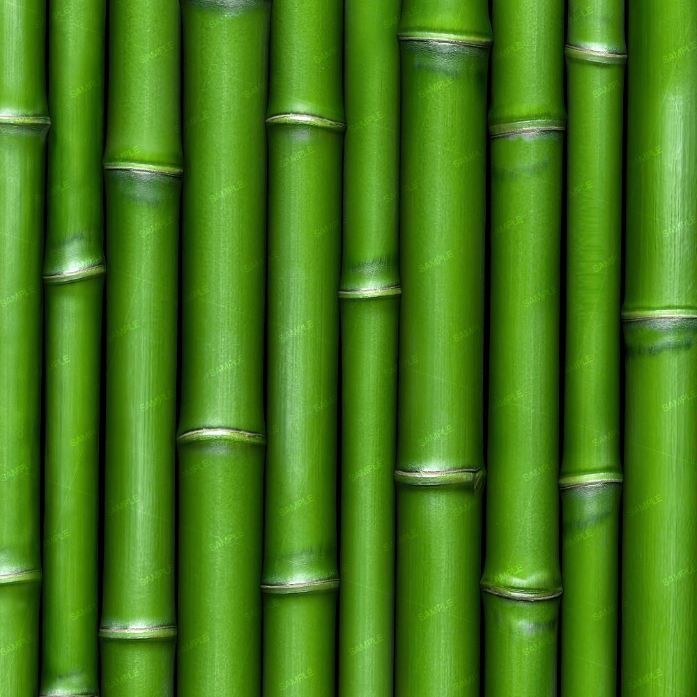 Vertical green bamboo stalks forming the background of Bamboo 66 (Copy).