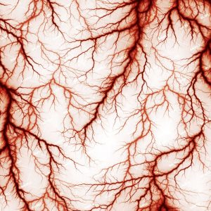 Capillaries 22